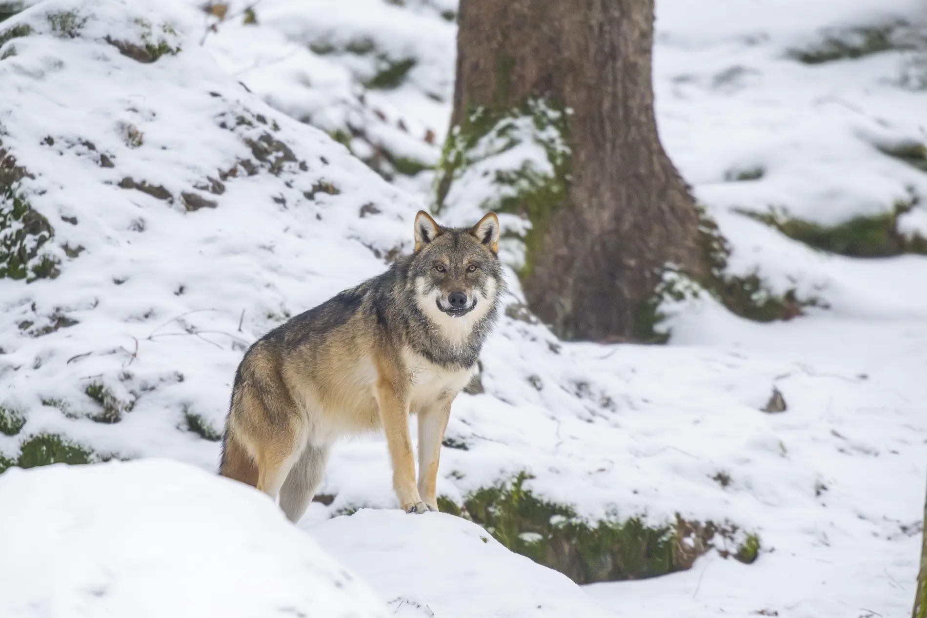 Grauwolf im Schnee