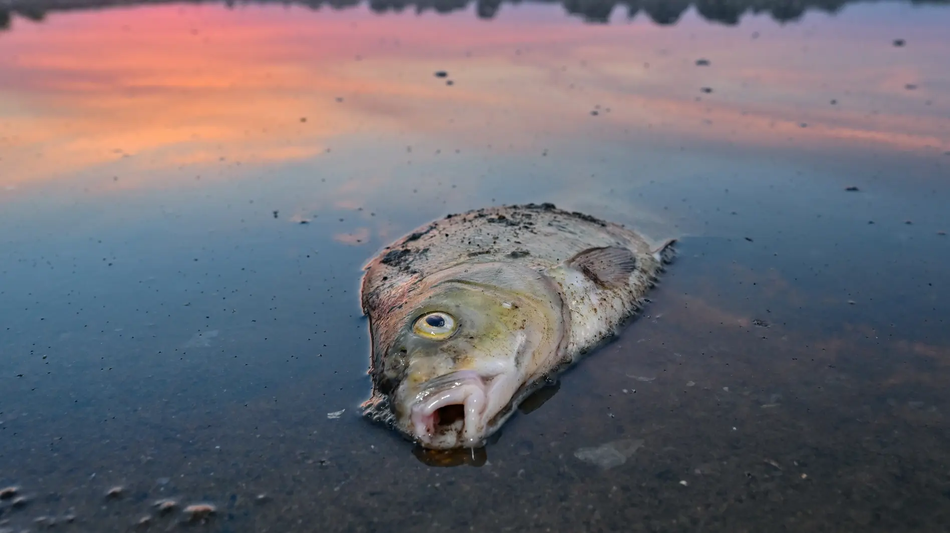 Fischsterben Oder Ein toter Blei liegt im Wasser vom deutsch-polnischen Grenzfluss Oder.