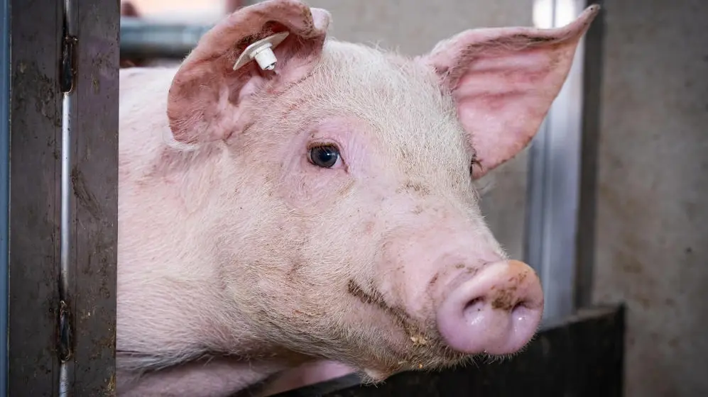 Ein Ferkel im Stall