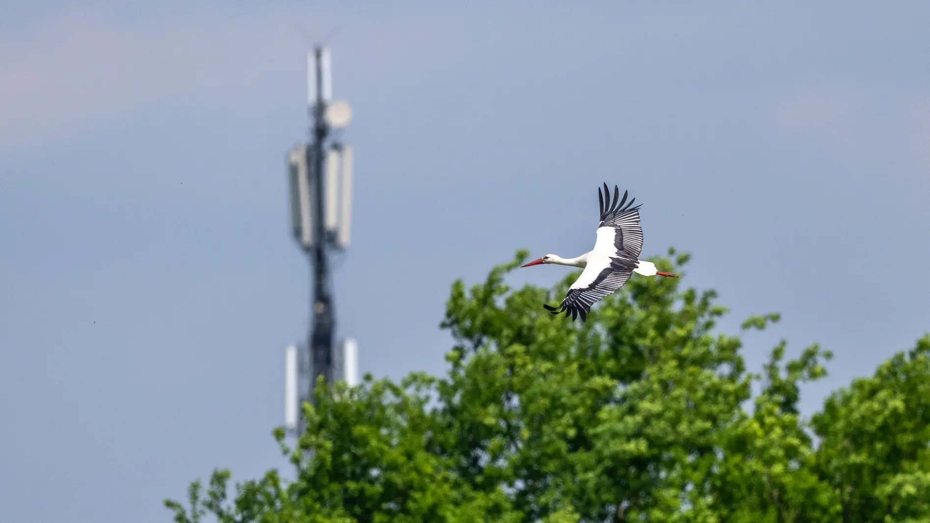Priorisierung der Mobilfunkmasten Ein Storch fliegt vor einem Mobilfunkmast vorbei