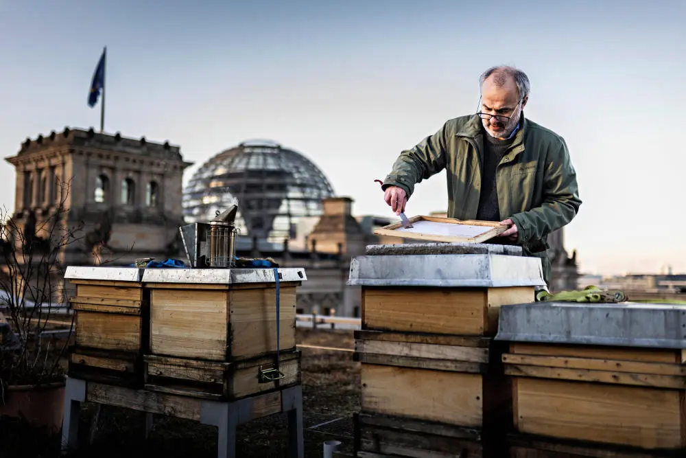 Bundestagsimker Daniel Holstein überprüft auf dem Dach des Jakob-Kaiser-Hauses seine zwölf Bienenvölker. Im Bundesgrund ist die Kuppel des Reichstagsgebäudes zu sehen.