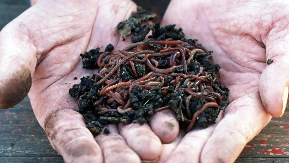 Regenwürmer und Erde gehalten von zwei Händen