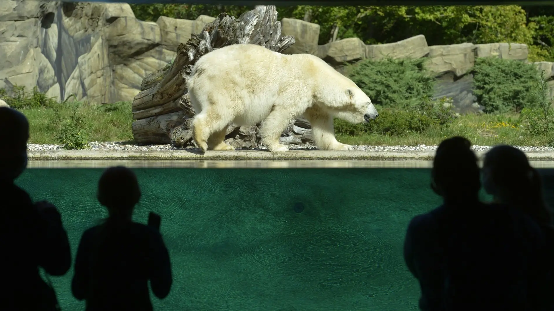 Ein Eisbär im Zoo wird von Besuchern beobachtet. Ein Eisbär im Zoo wird von Besuchern beobachtet.