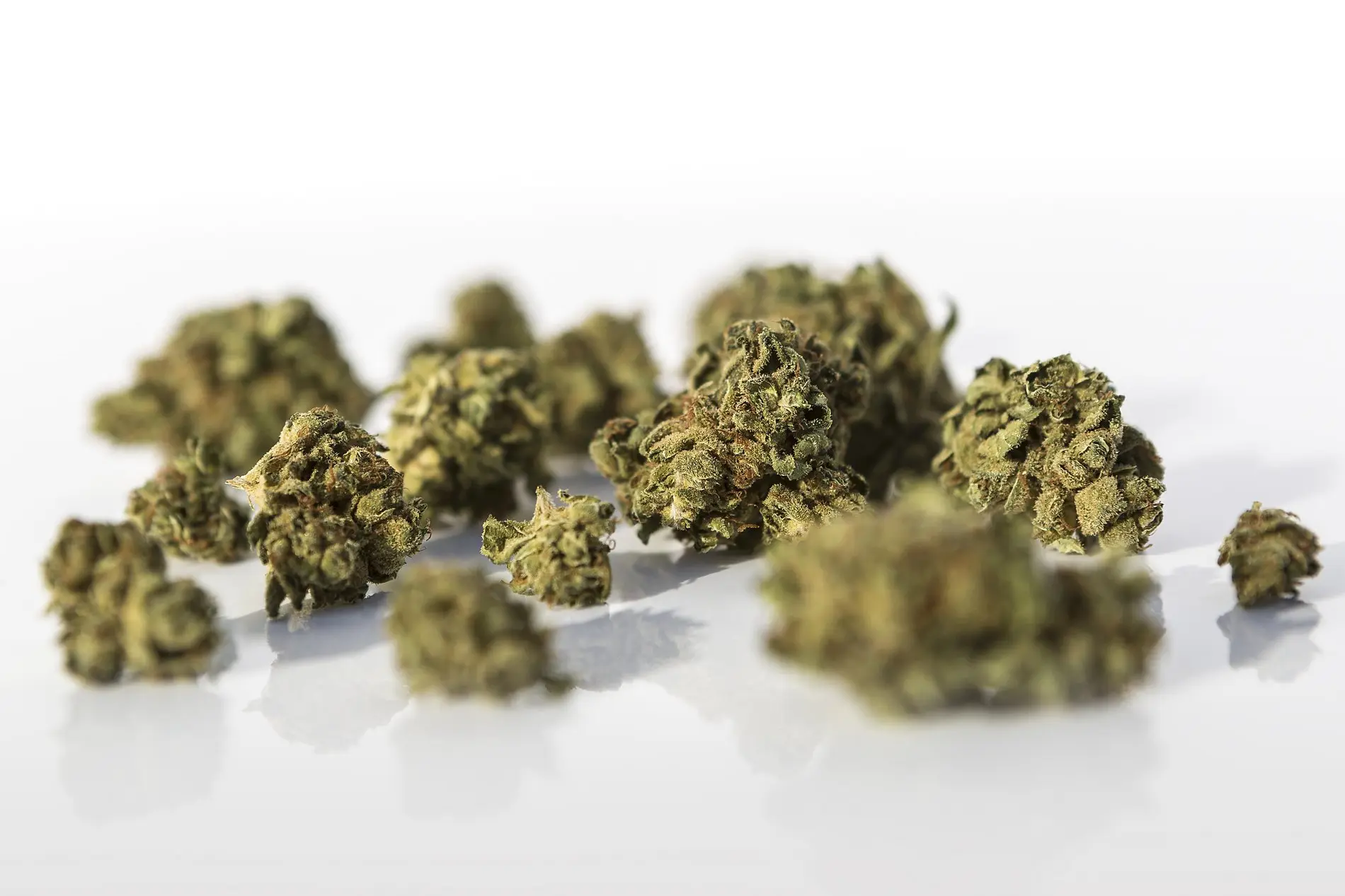 Mehrere getrocknete Cannabisblüten (Marihuana) als Nahaufnahme