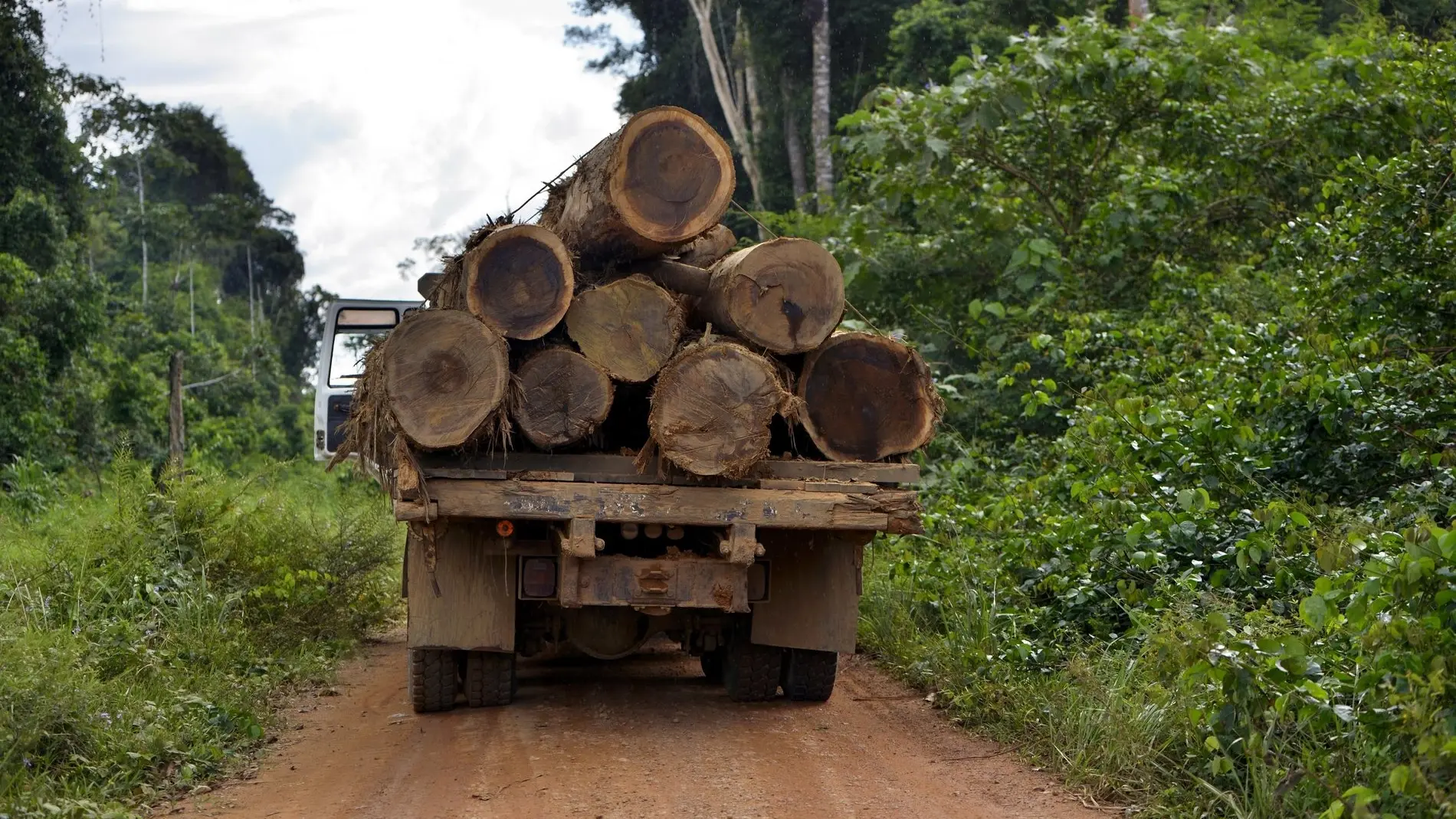 Holzeinschlag im brasilianischen Regenwald.