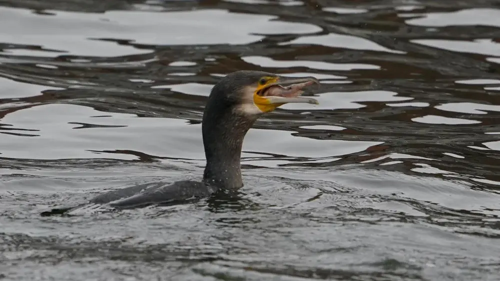 Ein Kormoran frisst einen Fisch im Hafenbecken