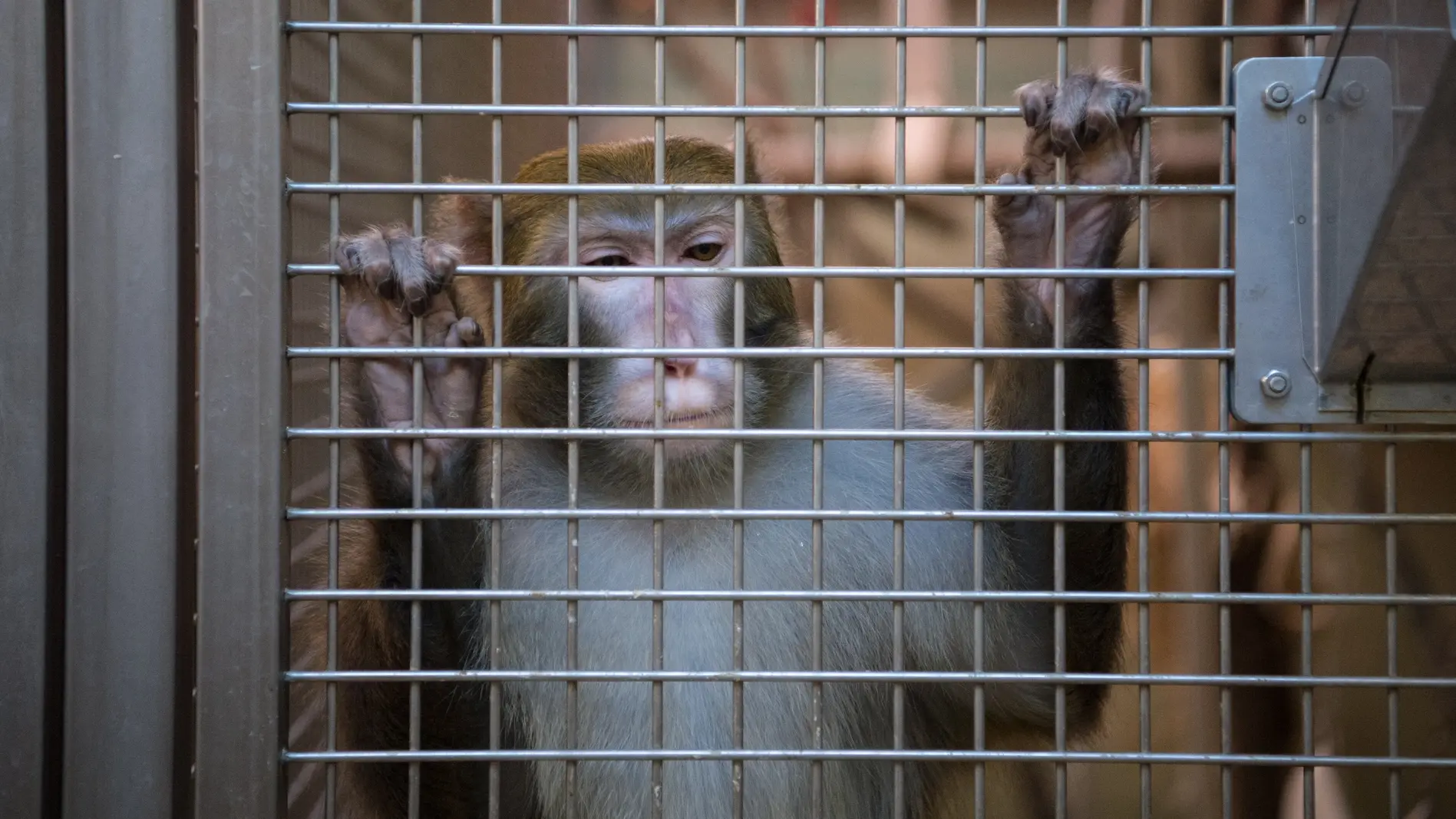 Ein Rhesus-Affe hält sich an einem Gitter fest.