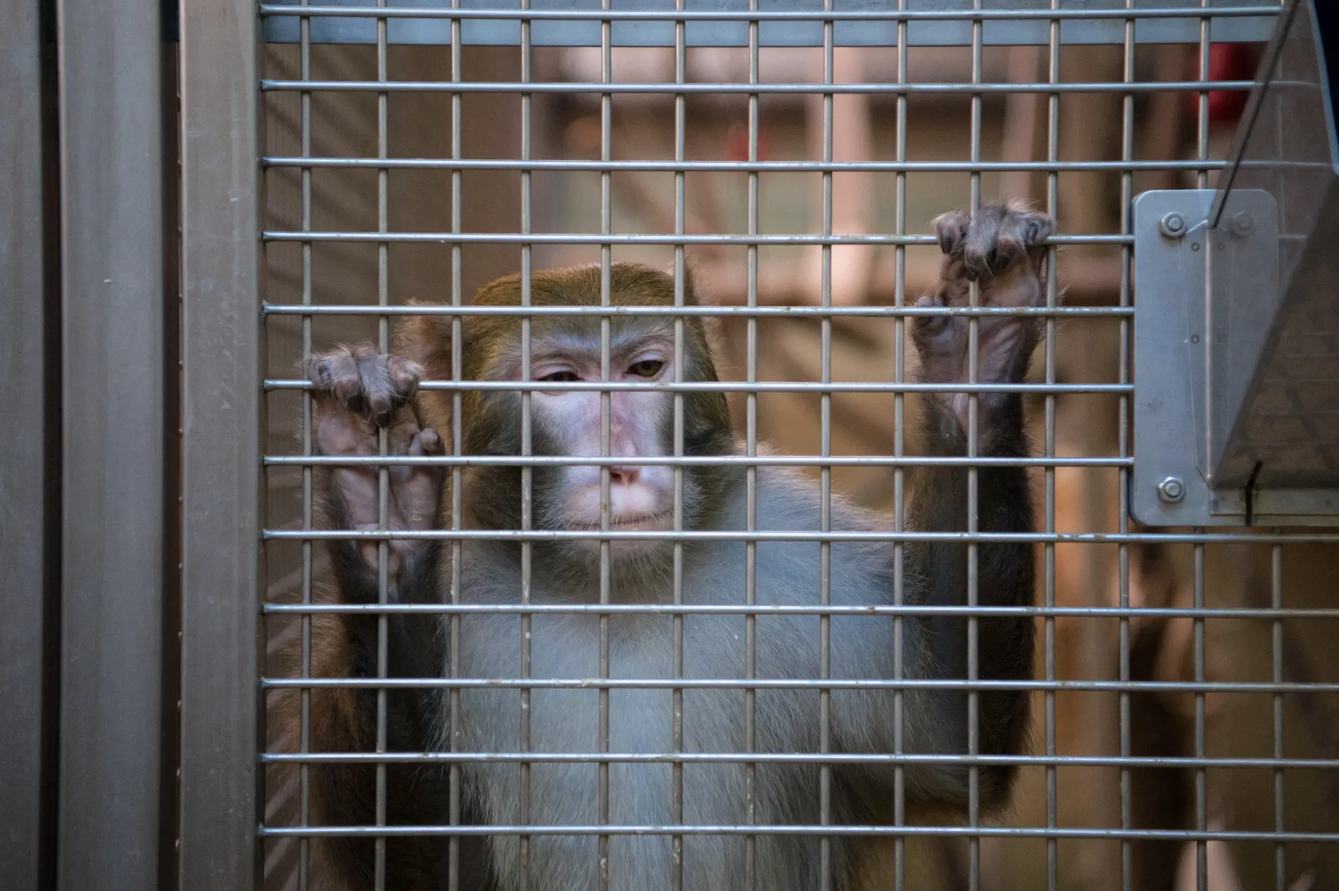 Ein Rhesus-Affe hält sich an einem Gitter fest.