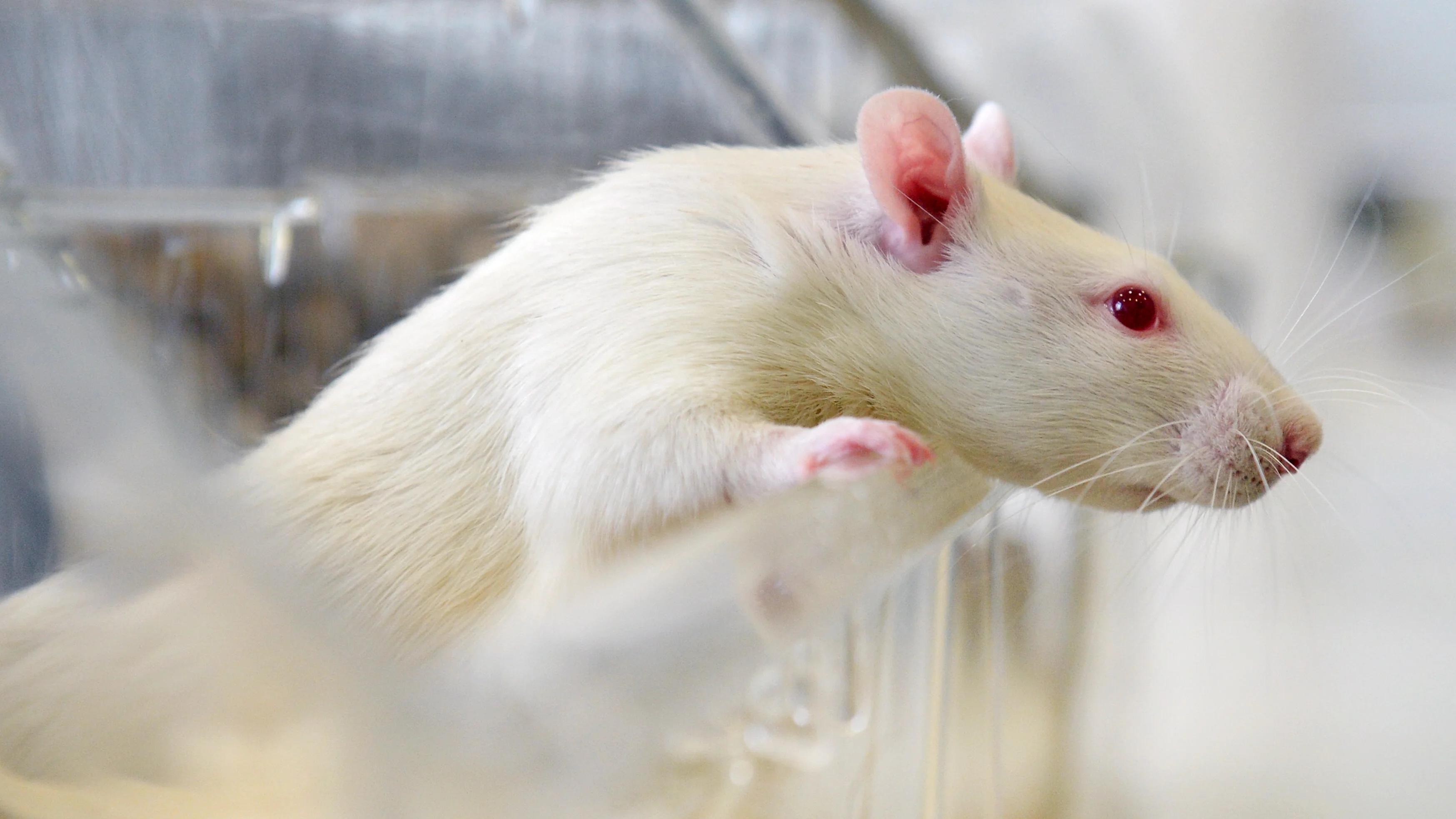 Eine weiße Ratte im Labor