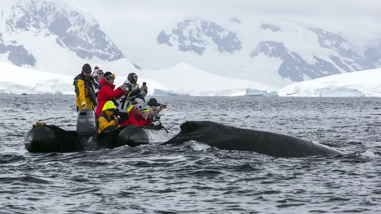 Touristen füttern einen Wal auf einem roten Boot