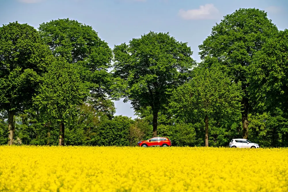 Ein Rapsfeld an der Bundesstraße B57 zwischen Xanten und Kalkar am Niederrhein.