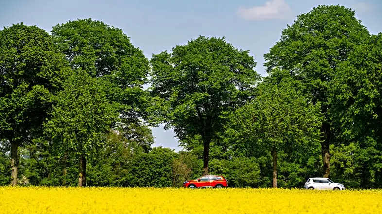 Ein Rapsfeld an der Bundesstraße B57 zwischen Xanten und Kalkar am Niederrhein.