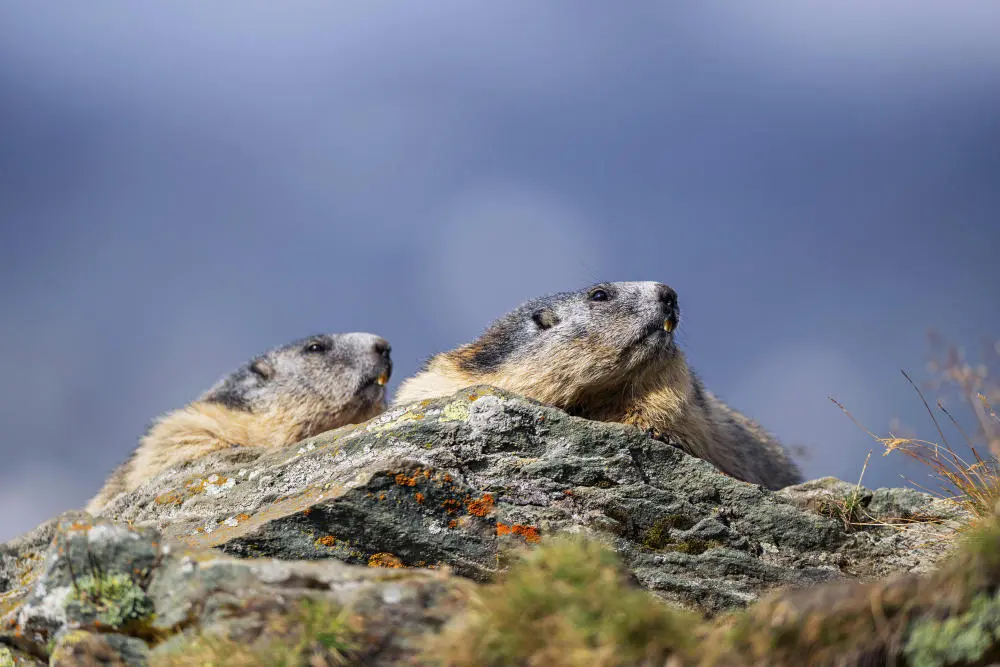 Alpenmurmeltiere auf einem Stein