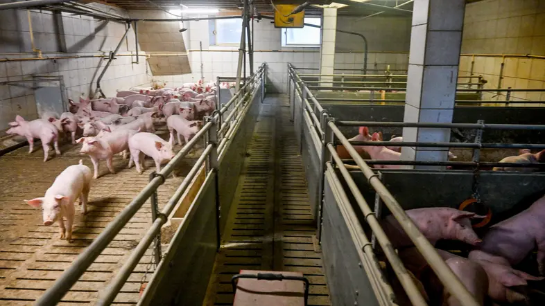 Blick in einen Schweinestall