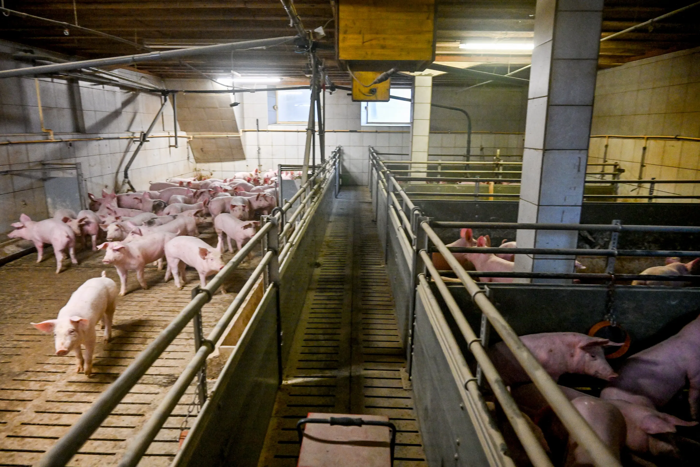Blick in einen Schweinestall Blick in einen Schweinestall