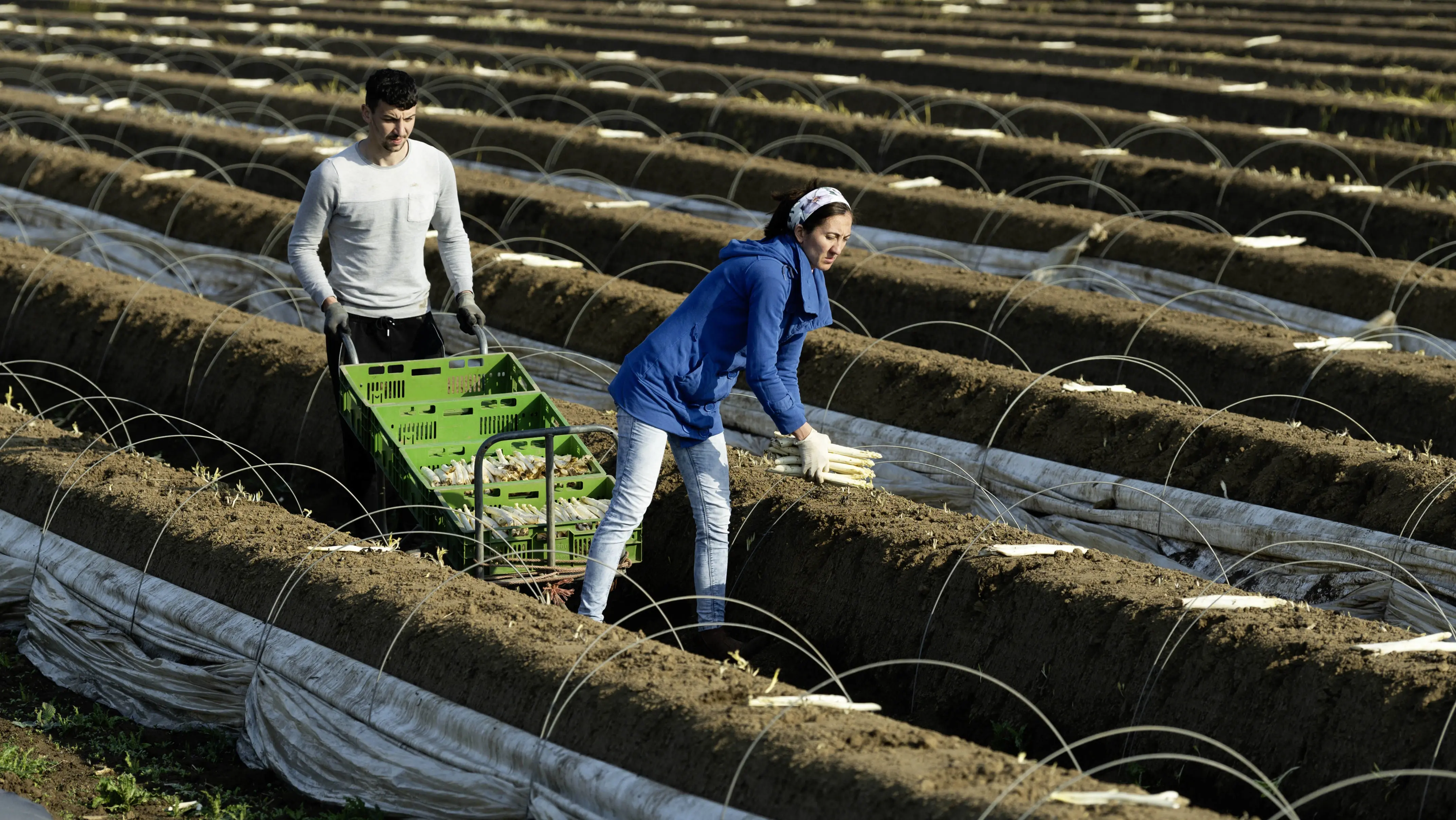 EU will mehr Arbeitsschutz in der Landwirtschaft Erntehelfer bei der Spargelernte
