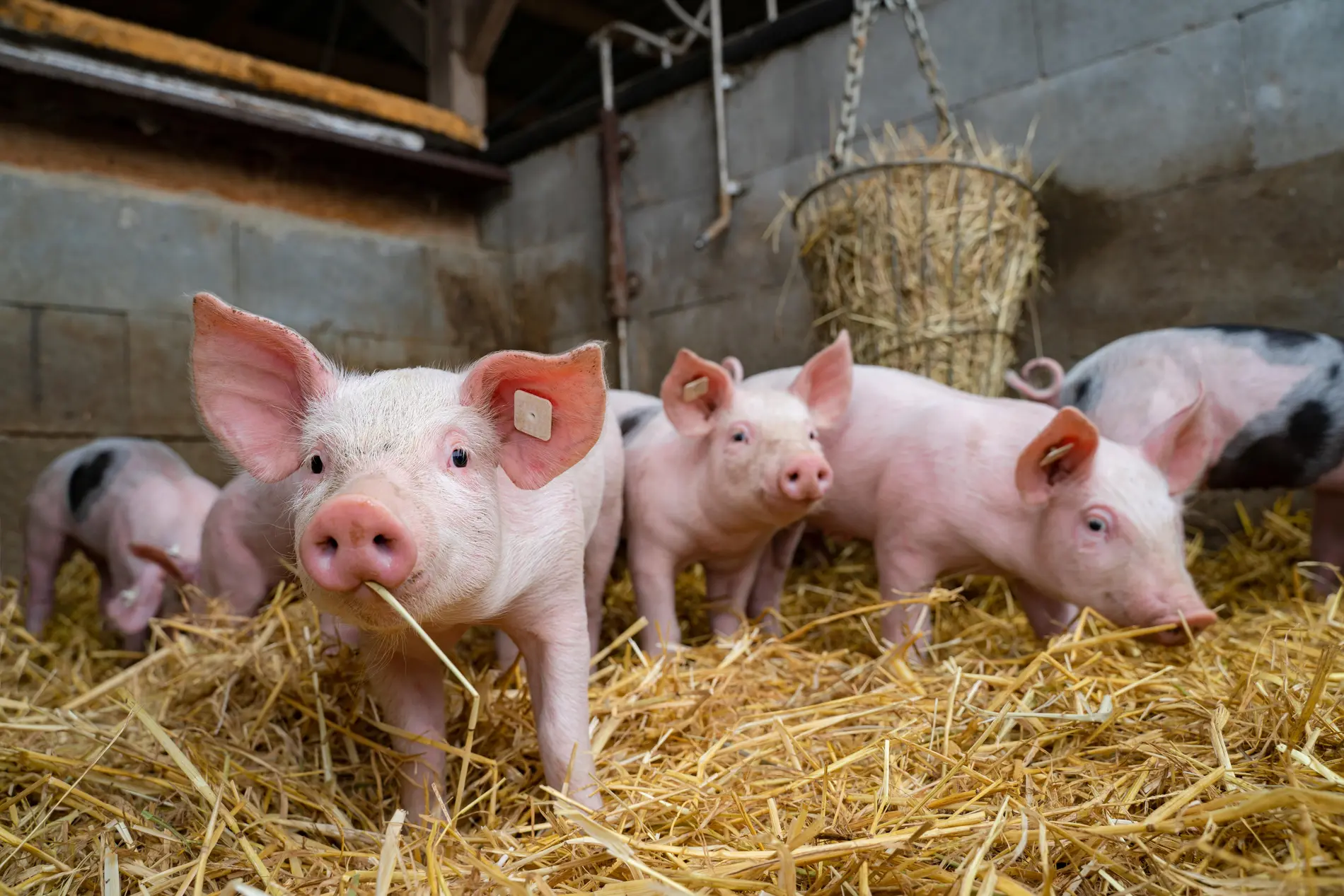Tierhaltungskennzeichnung Ferkel spielen, schnuppern und wühlen im Stroh.