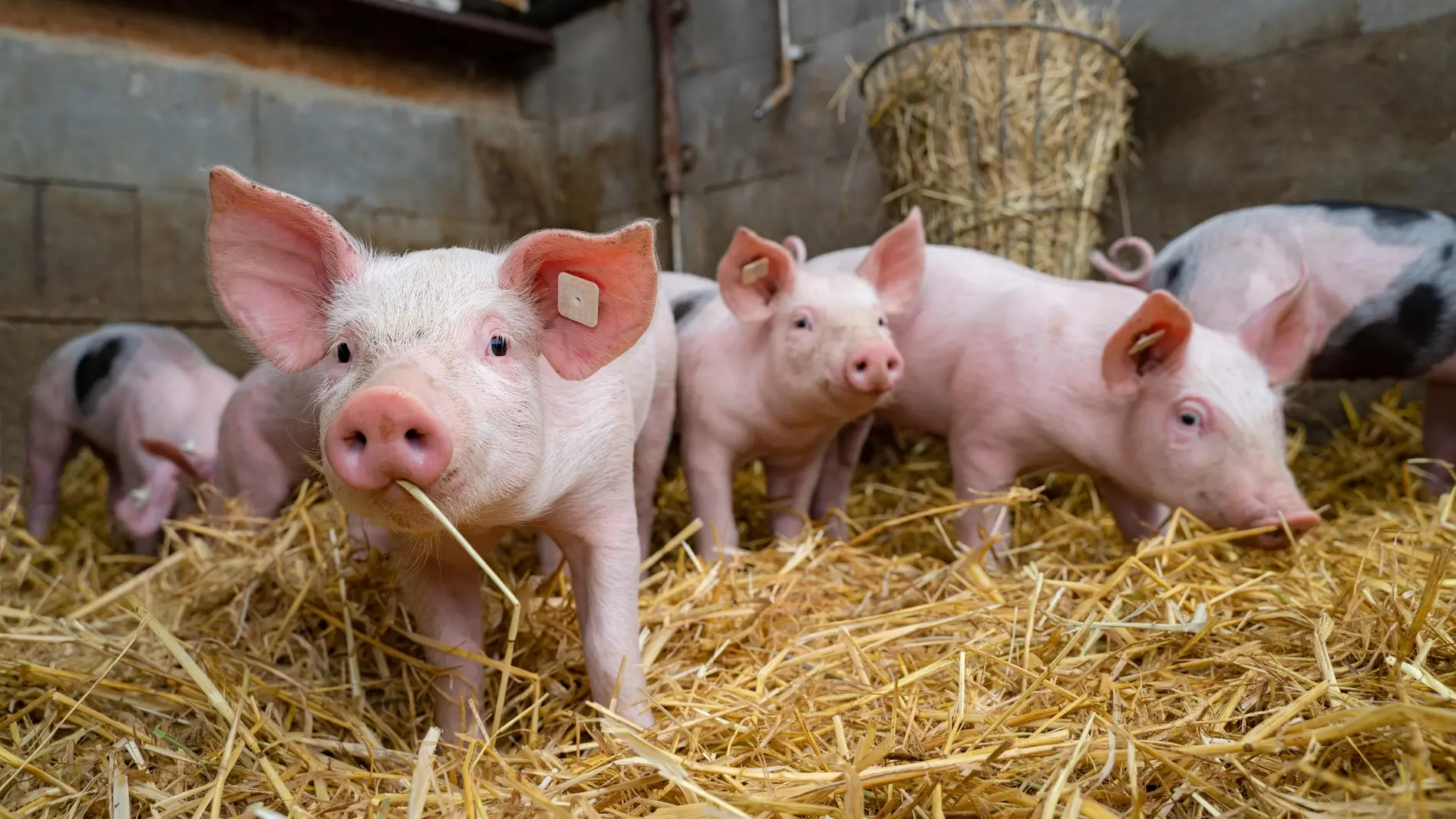 Ferkel spielen, schnuppern und wühlen im Stroh.