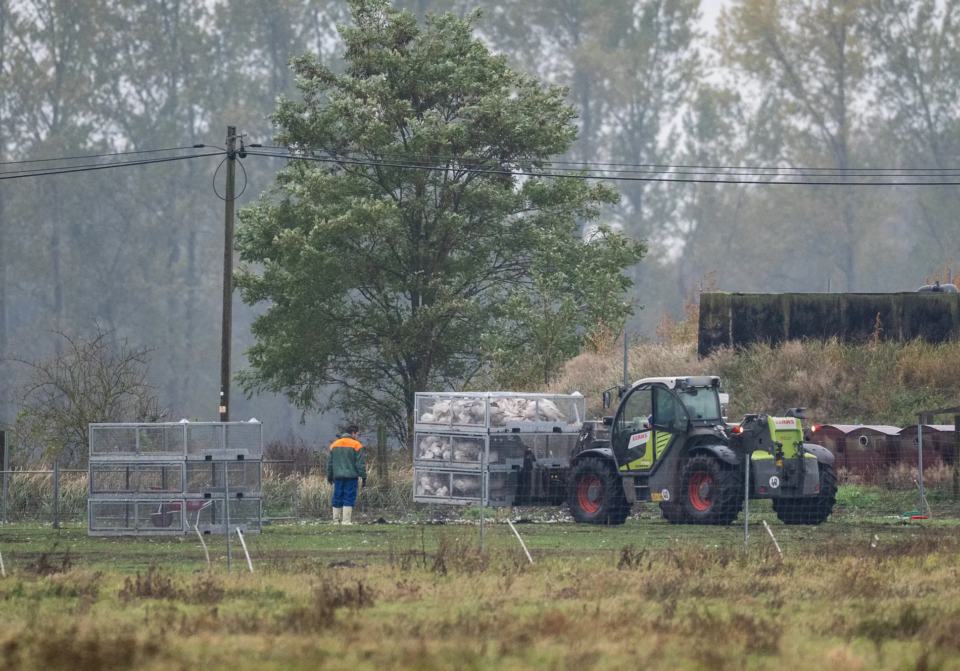 Ein Radlader bewegt Gitterboxen mit Gänsen