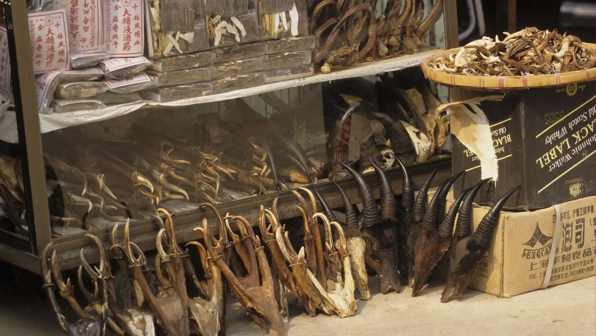 Handel von Wildtier-Produkten Verkaufsstand von Wildtier-Produkten, Hörnern, Geweihen und Tierschädeln