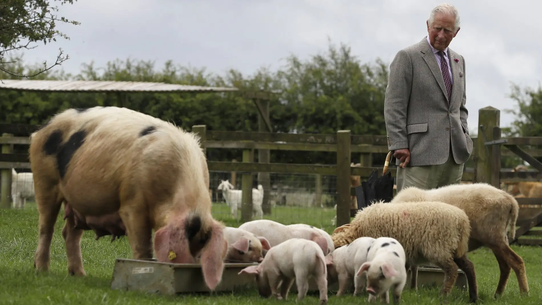 Prinz Charles mit Schweinen und Schafen auf einer Farm