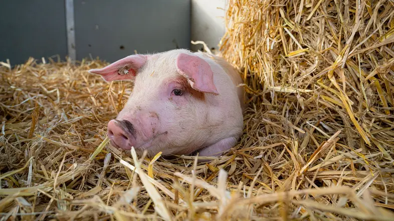 Ferkel liegt entspannt im Stroh an einem Strohballen