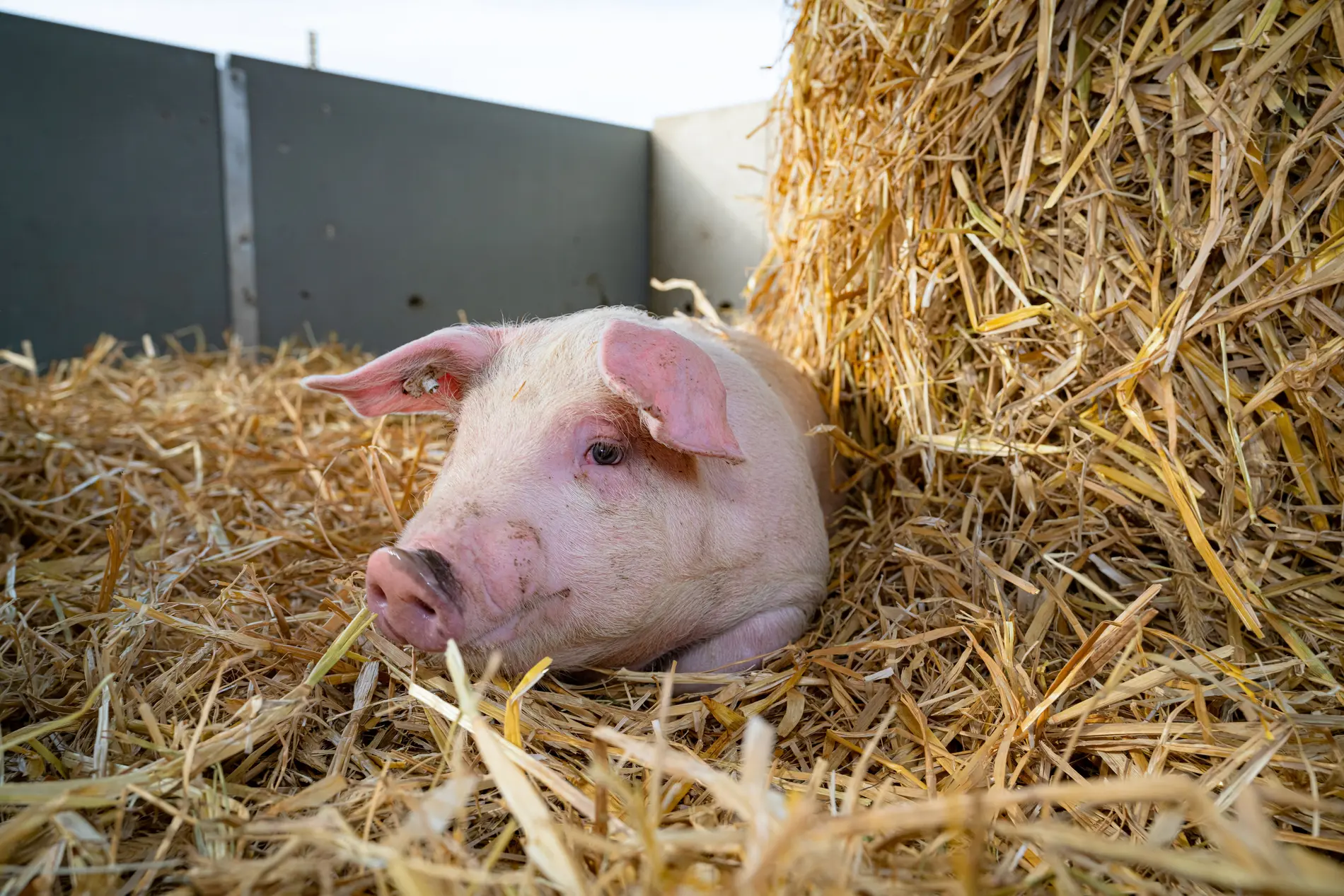 Tierwohl Ferkel liegt entspannt im Stroh an einem Strohballen