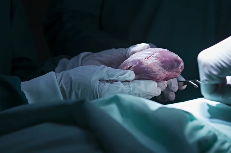 Blick auf eine Organspende