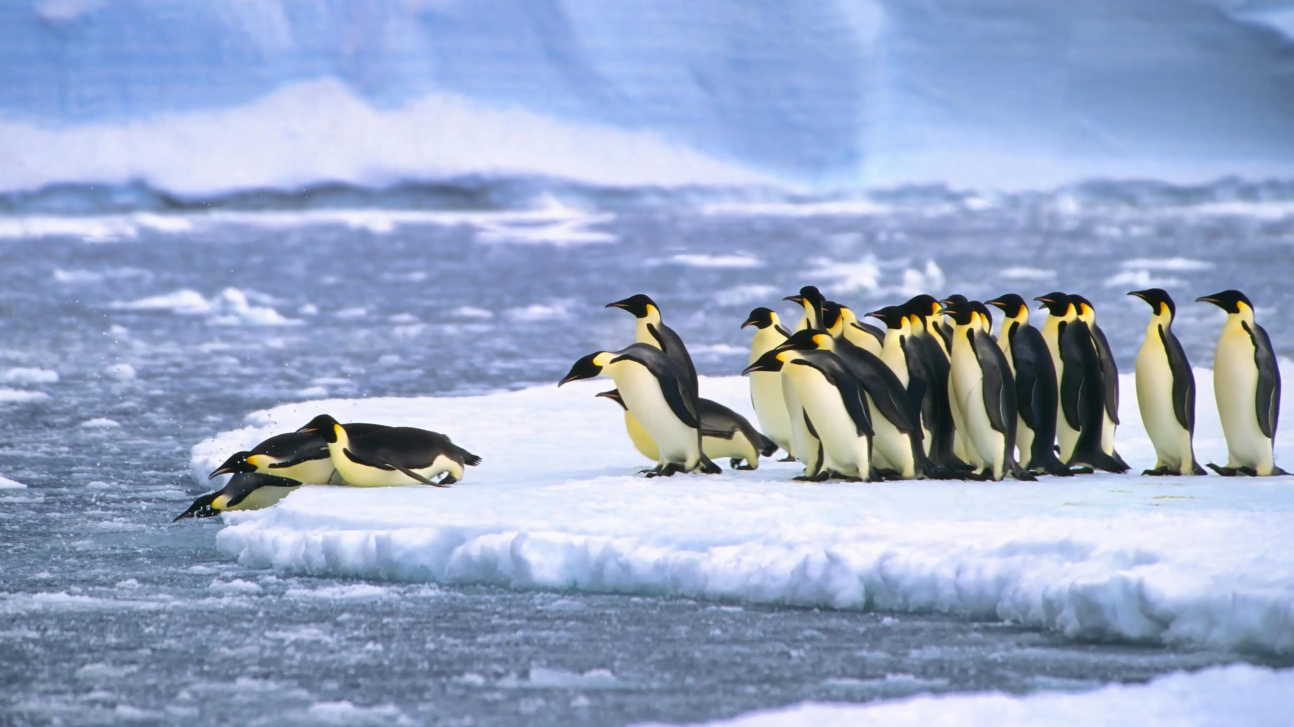Artenvielfalt im Weddellmeer Kaiserpinguine beim Tauchen im Wasser in der Nähe der deutschen Neumayer-Antarktisstation.