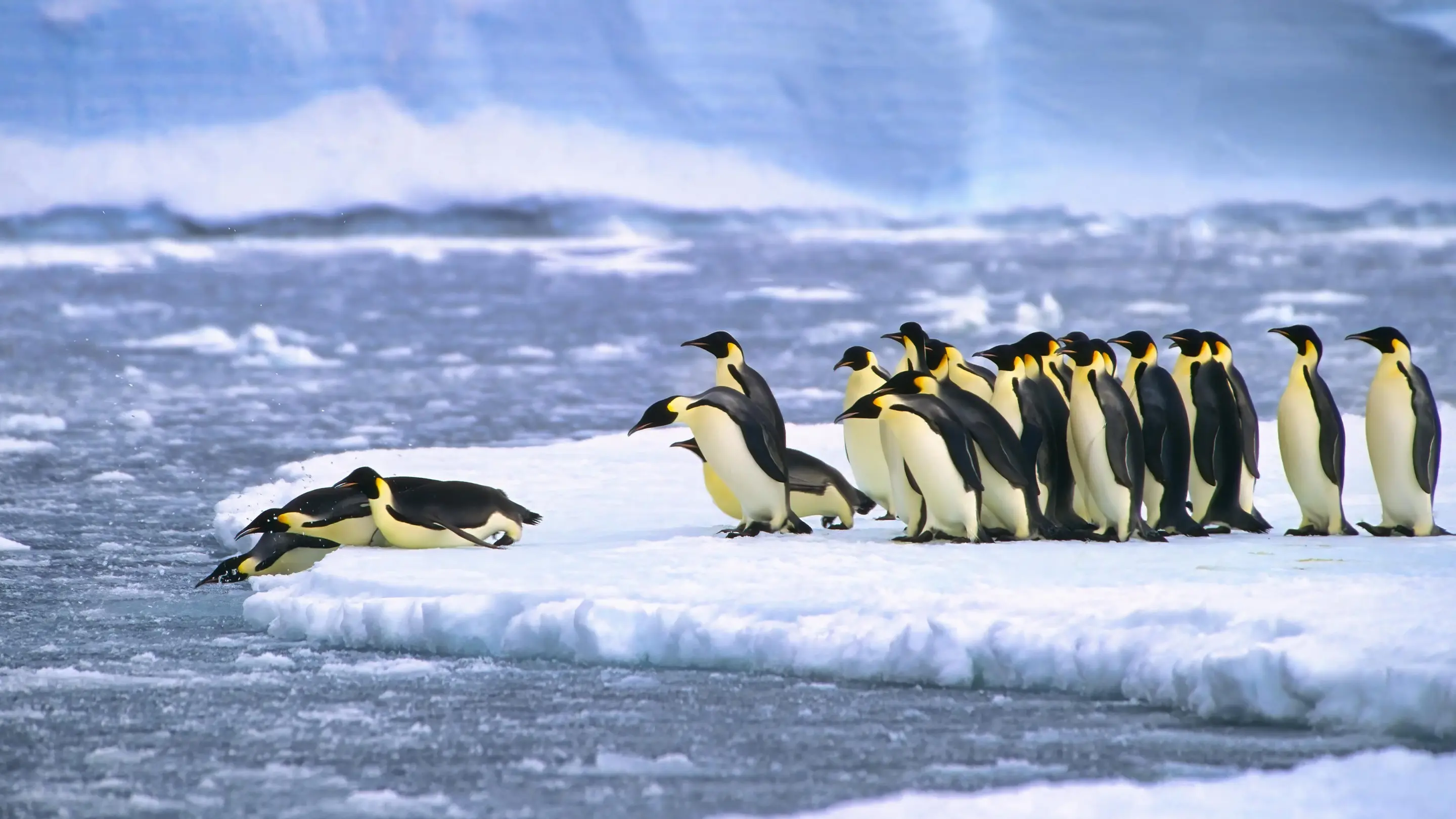 Kaiserpinguine beim Tauchen im Wasser in der Nähe der deutschen Neumayer-Antarktisstation.