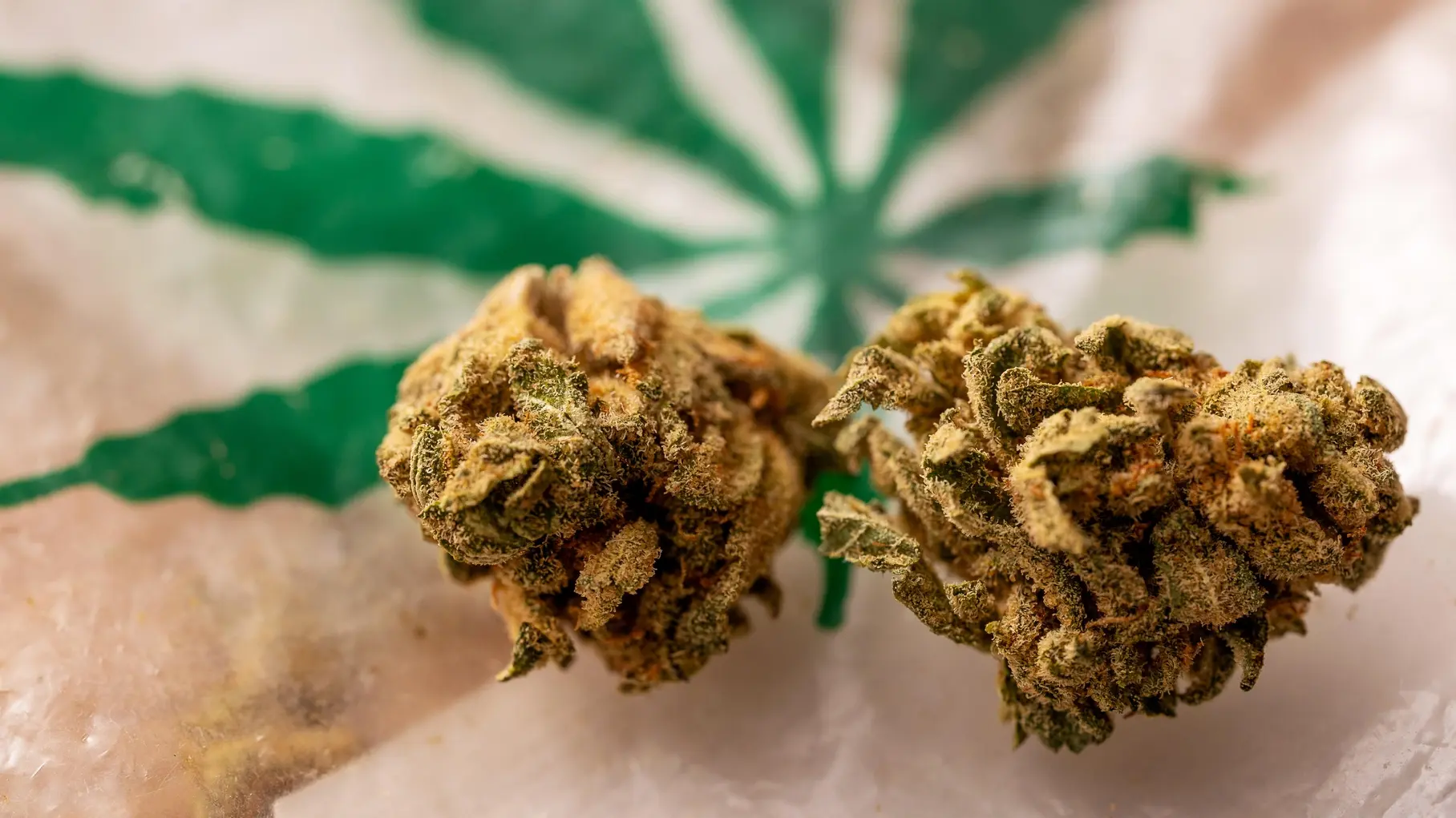Zwei getrocknete Cannabisblüten auf Folie mit Hanfblatt im Hintergrund.