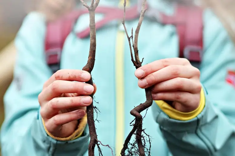 Ein kleines Mädchen hält zwei Wurzeln in der Hand.