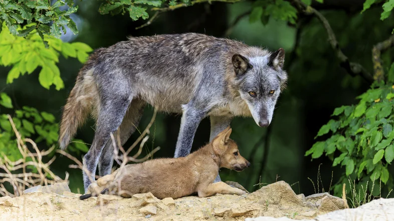 Alter Wolf und Welpe im Wald