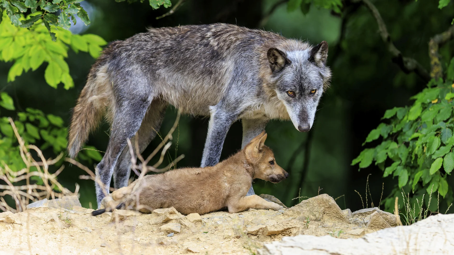Alter Wolf und Welpe im Wald