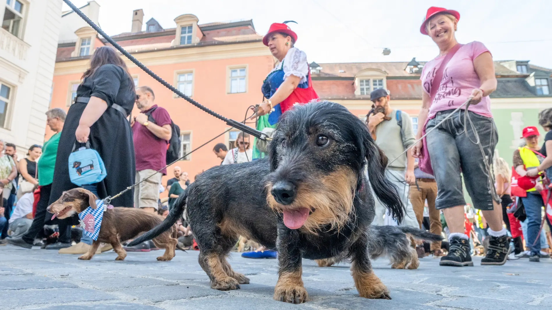 Dackelparade in Regensburg Zahlreiche Dackel nehmen an der Dackelparade in der Altstadt teil