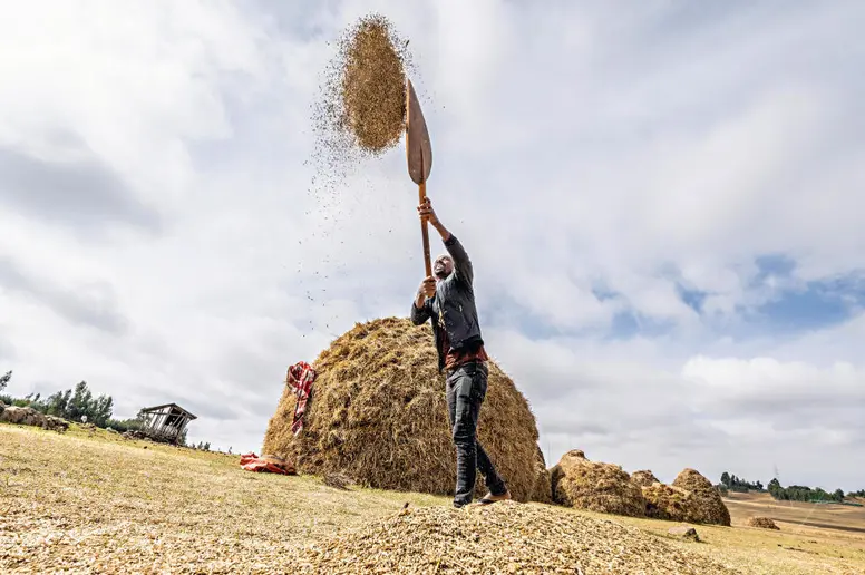 Ein Bauer beim Dreschen von Weizen in Äthiopien