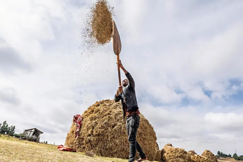 Ein Bauer beim Dreschen von Weizen in Äthiopien