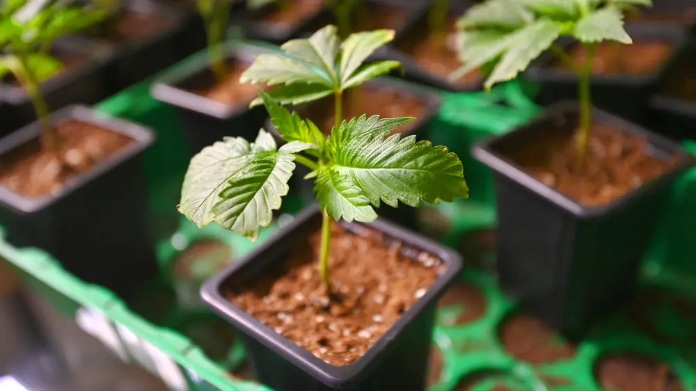 Cannabis-Pflanzen Mehrere Cannabis-Pflanzen in Töpfen
