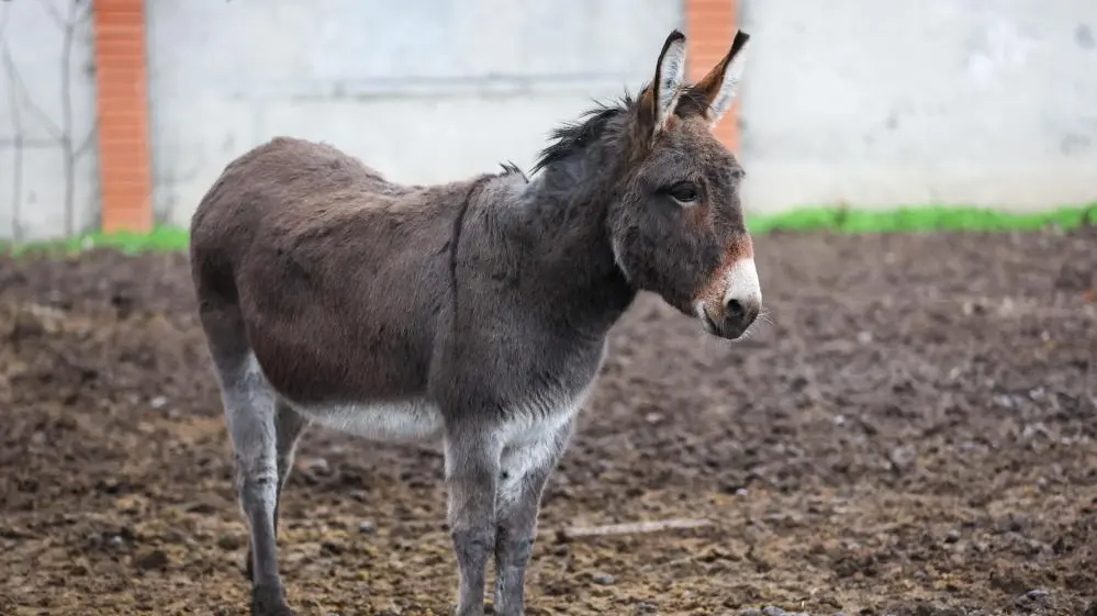 Ein Esel auf einem Feld