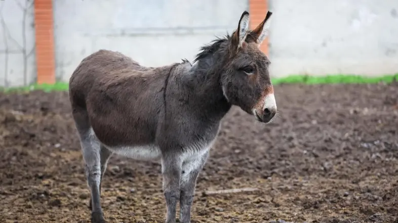 Ein Esel auf einem Feld
