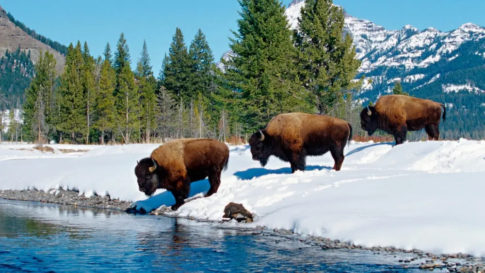 Drei Bisons  im Yellowstone-Nationalpark im US-Bundestaat Wyoming. 
