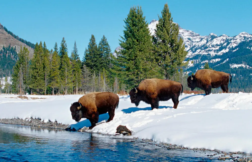 Drei Bisons  im Yellowstone-Nationalpark im US-Bundestaat Wyoming. 