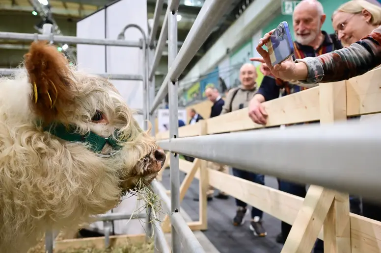 Ein Galloway-Kalb bei der Grünen Woche in der Tierhalle