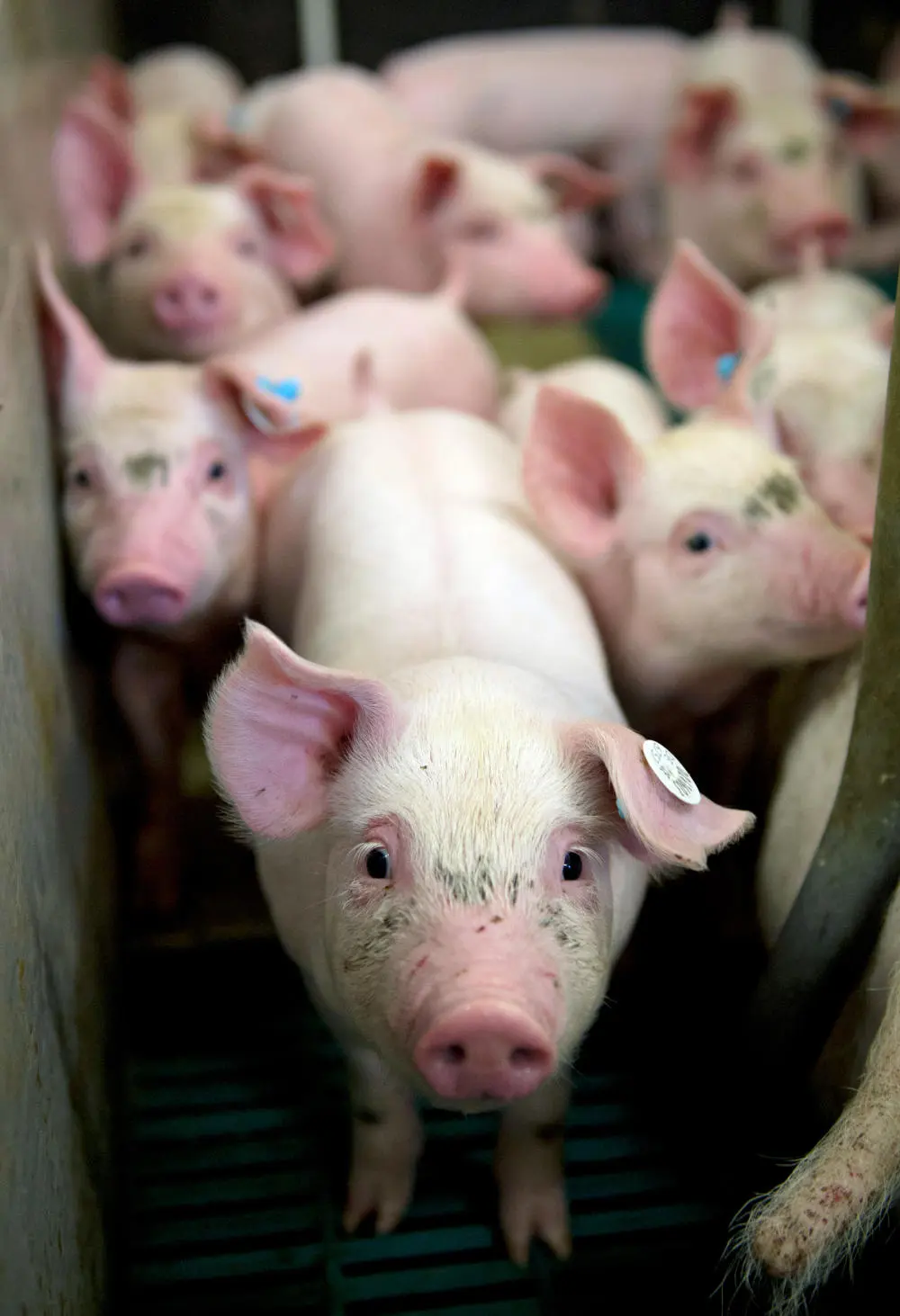 Das Bild zeigt mehrere Schweine in einem Stall.