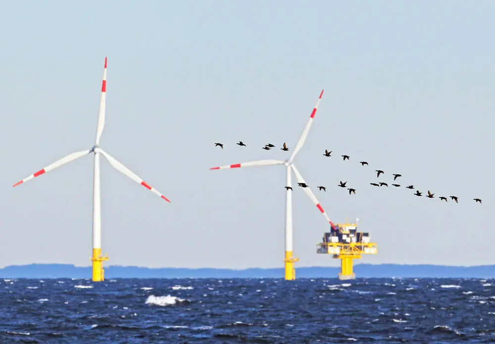 Das Bild zeigt Zugvögel und Windräder auf dem Meer. 