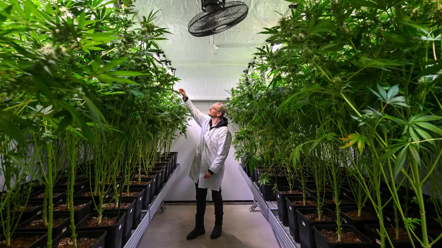 Ein Mann steht im Gewächshaus zwischen Cannabis-Pflanzen