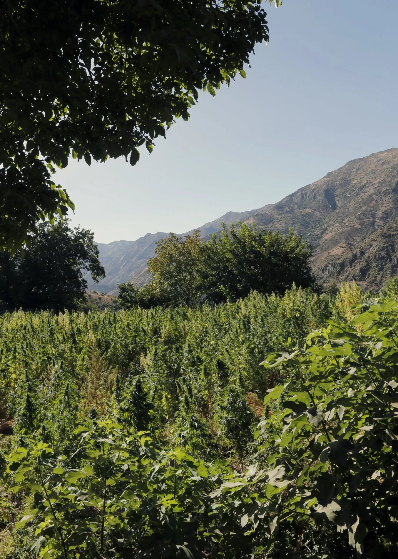 Cannabisplantage im Vordergrund; Berge Marokkos im Hintergrund