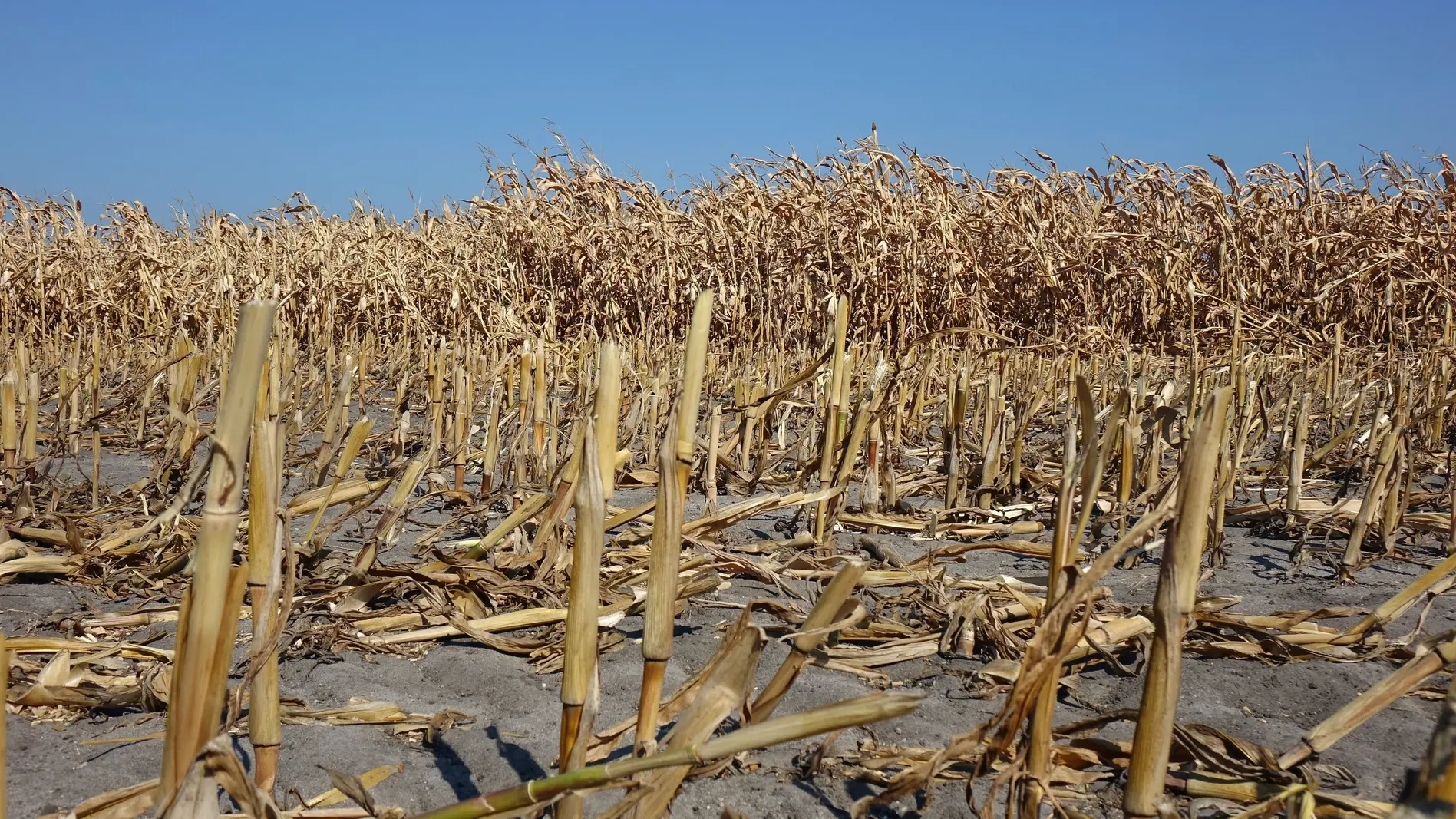 Auf einem Feld stehen vertrocknete Maispflanzen