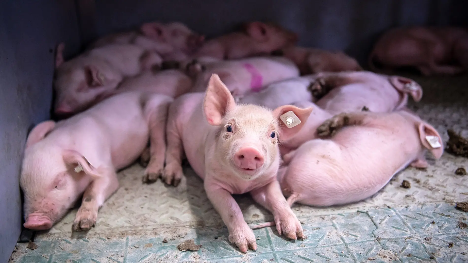 Tierwohl in der Landwirtschaft Eine Gruppe von Ferkeln liegt im Stall.