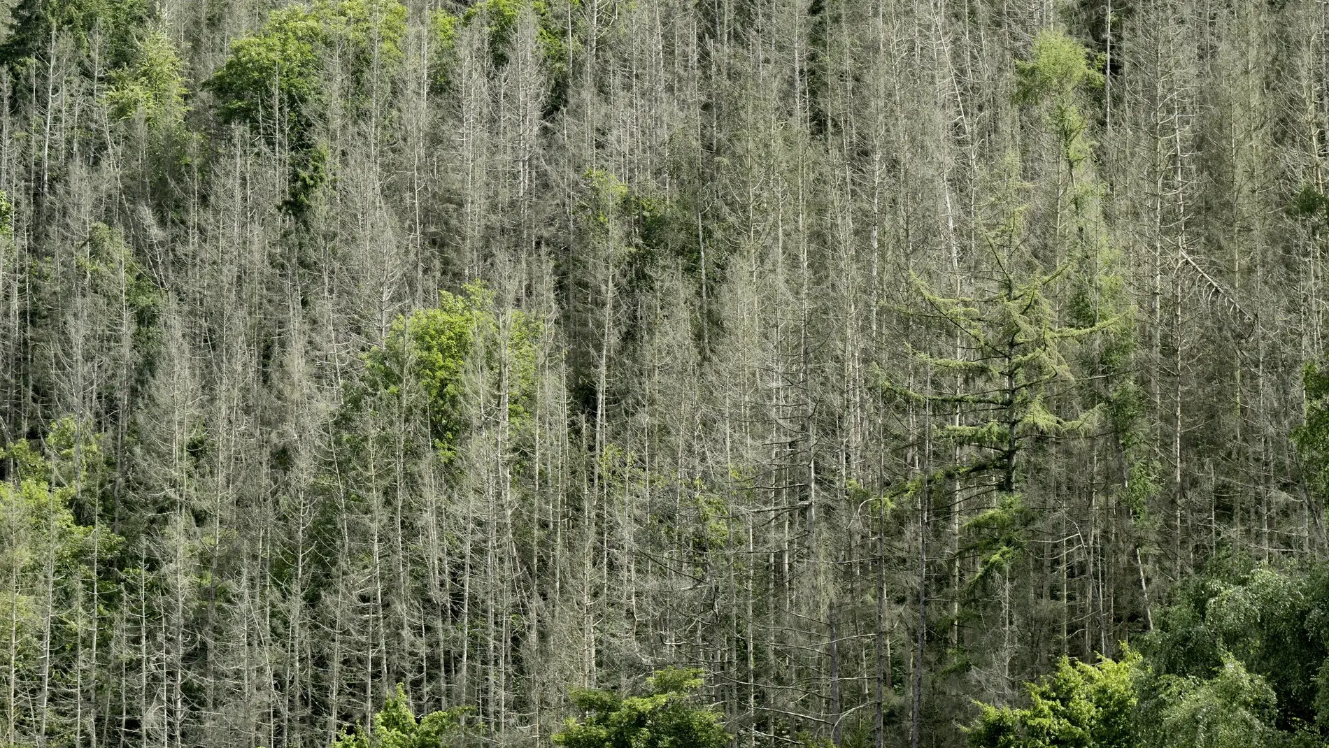 Waldschäden